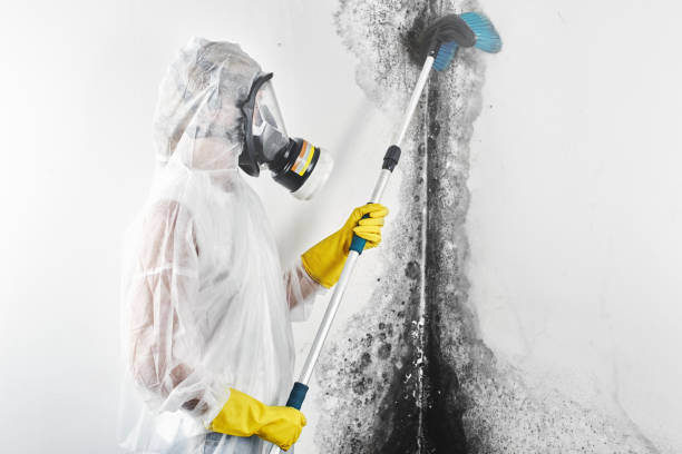 Best Residential Mold Inspection & Testing  in Hamburg, NJ